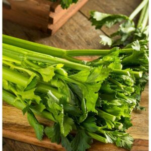CELERY
