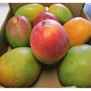 KENT MANGOES