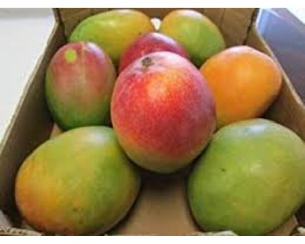KENT MANGOES