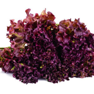LETTUCE RED LEAF