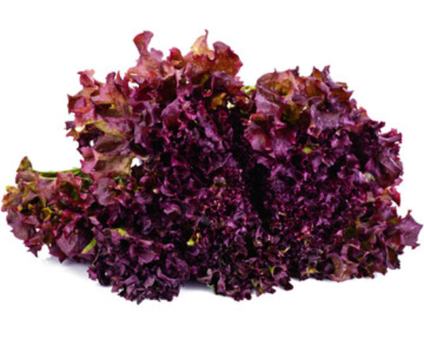 LETTUCE RED LEAF