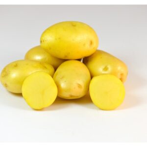 YELLOW POTATO