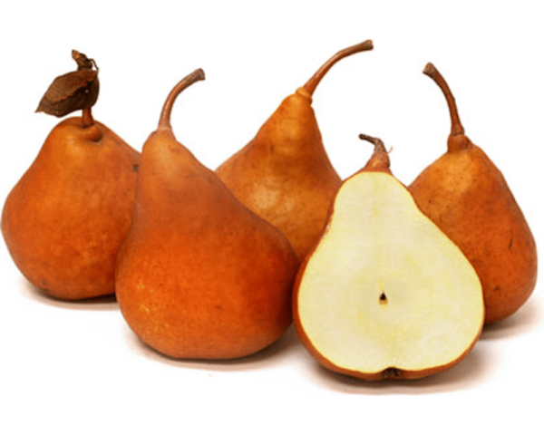 GOLDEN RUSSET PEAR