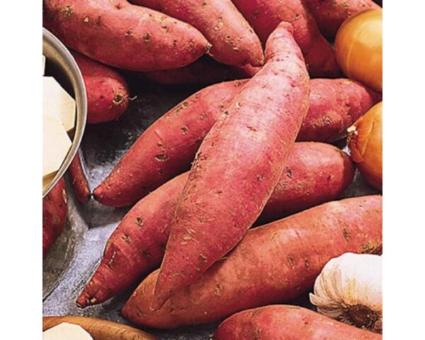 RED SWEET POTATO