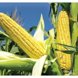 CORN