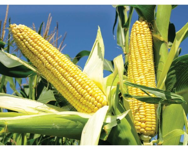 CORN