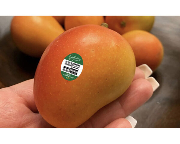 MANGOES, SUGAR