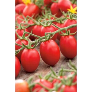 TOMATO FIELD MEDIUM