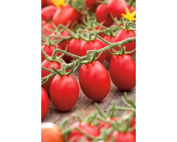 TOMATO FIELD MEDIUM