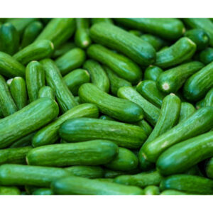 MINI CUCUMBER