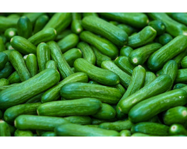 MINI CUCUMBER