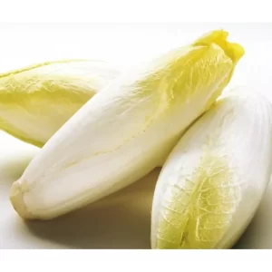 Belgian Endive
