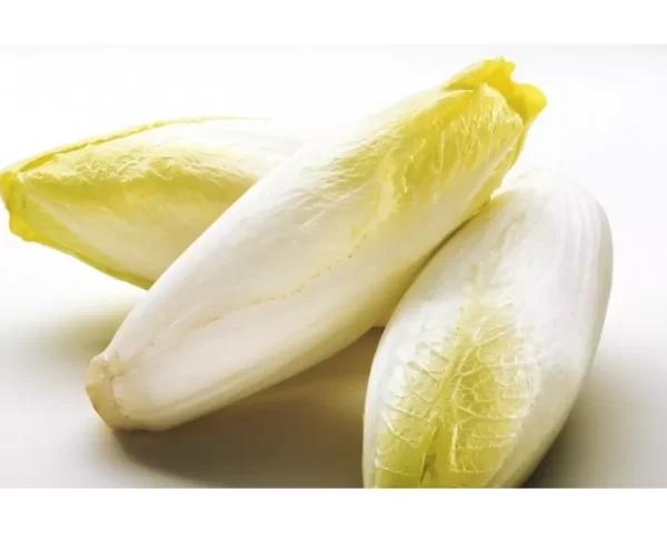 Belgian Endive