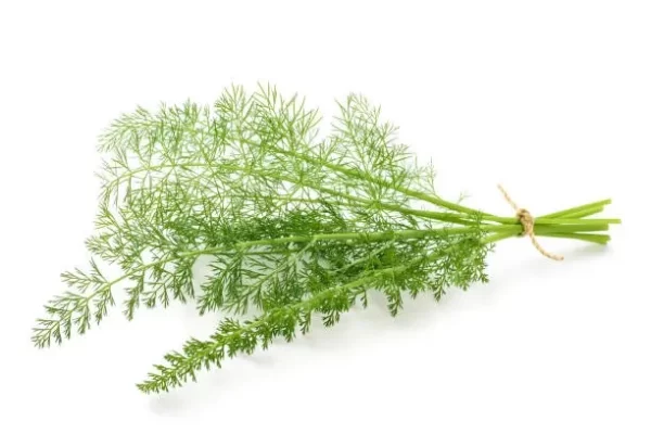 Dill