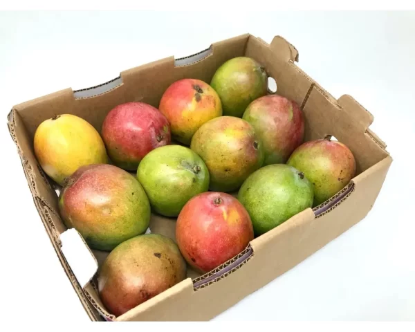 MANGO, KENT/HADEN CASE