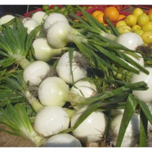 SWEET ONIONS