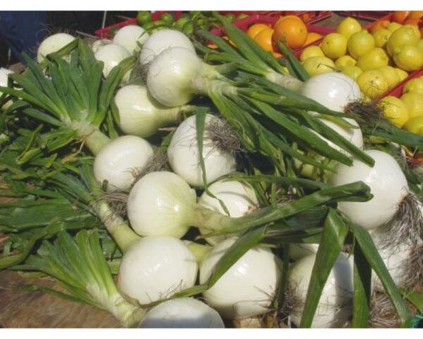 SWEET ONIONS
