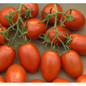 ROMA TOMATO