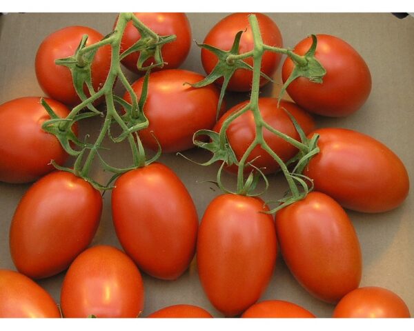 ROMA TOMATO