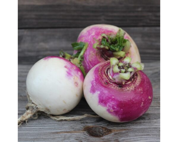 Turnips (Purple)