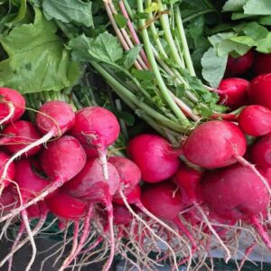 RADISH