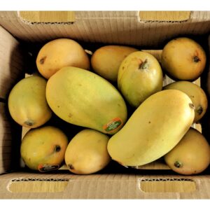 MANGO, MANILA  (ATAULFO)