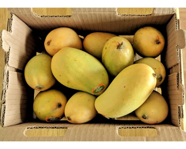MANGO, MANILA  (ATAULFO)