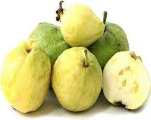 MEXICAN GUAVA