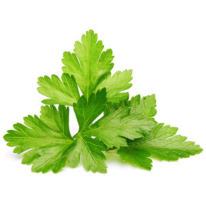 CILANTRO