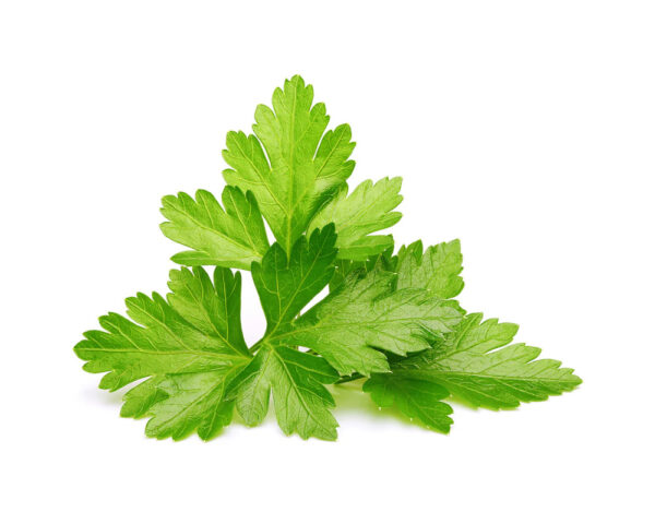 CILANTRO