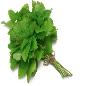 Mint Bunch