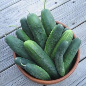 Field Cucumber