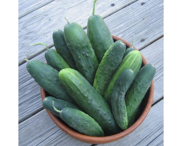 Field Cucumber