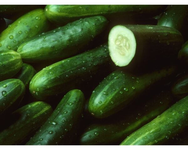 ORG GROWN RAB LG CUCUMBER