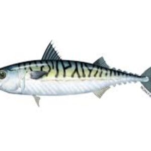 ATLANTIC MACKEREL