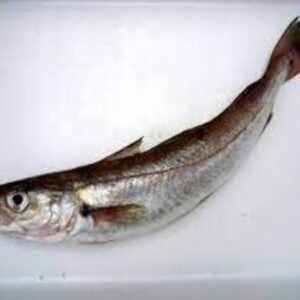 WHITING FISH