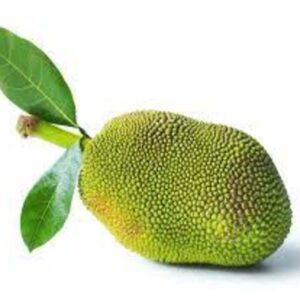 JACKFRUIT GREEN