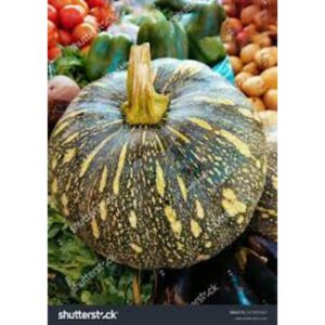 INDIAN PUMPKIN