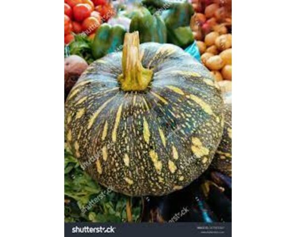 INDIAN PUMPKIN