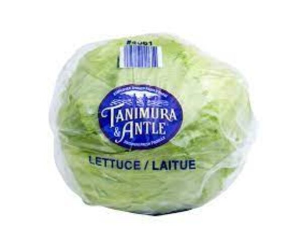 LETTUCE ICEBERG TANIMURA