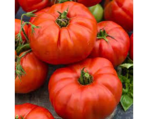 TOMATO BEEF STEAK