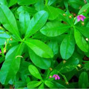 WATERLEAF