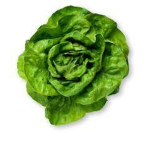 Lettuce Butter Leaf