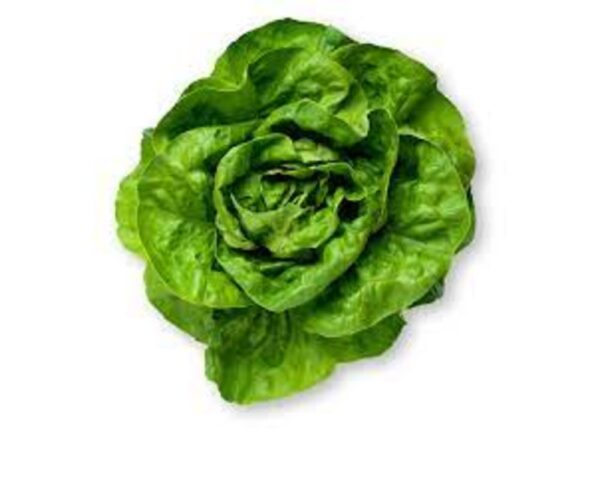 Lettuce Butter Leaf