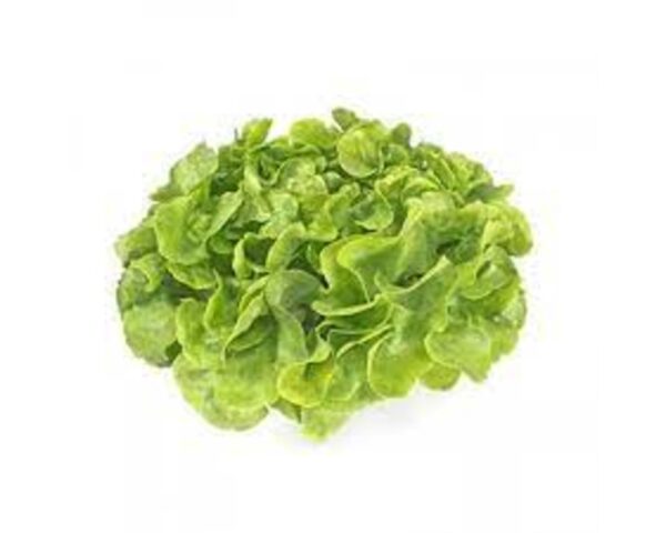 UNWRAPPED GREEN LETTUCE