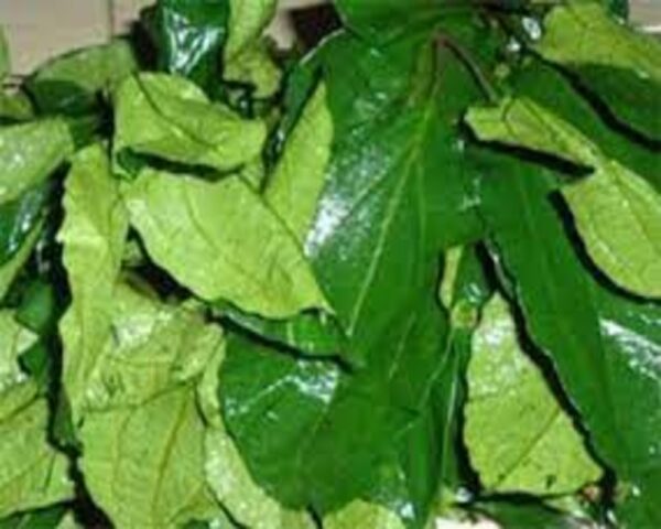 FRZ FLUTED PUMPKIN (UGWU)
