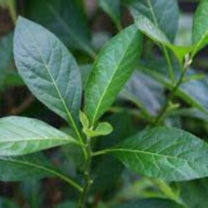 FRESH BITTER LEAF