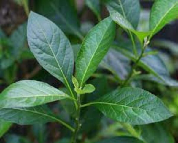 FRESH BITTER LEAF