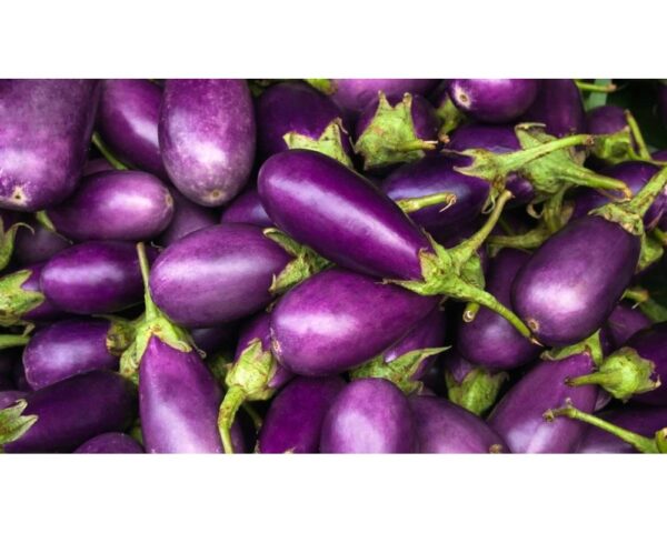 EGGPLANT - PURPLE