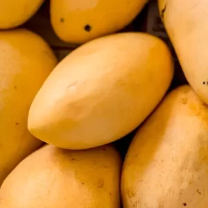 MANGOES, MANILA